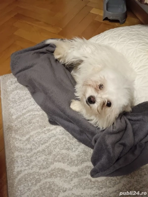 vând Bichon Maltez