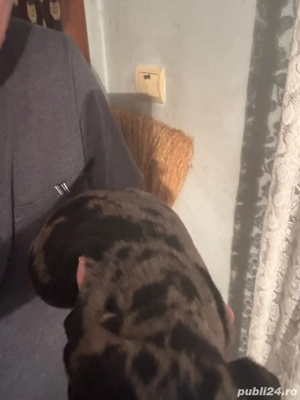 Baiat Teckel Arlechin  - imagine 2