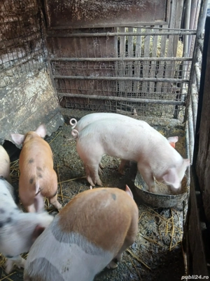 5 purcele disponibile - imagine 2