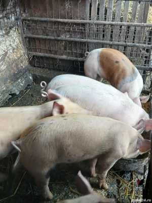 5 purcele disponibile