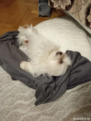 vând Bichon Maltez - imagine 2
