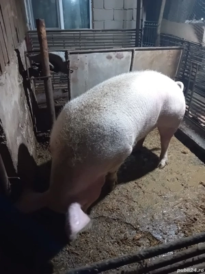 De vanzare - imagine 2