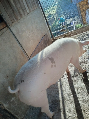 Vând porc de carne - imagine 3