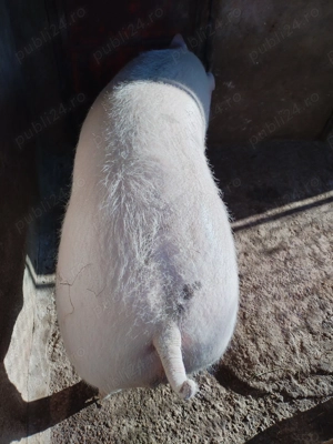 Vând porc de carne - imagine 4