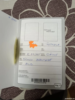 vând Bichon Maltez - imagine 3