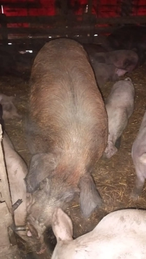 Vand porc duroc - imagine 4