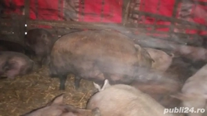 Vand porc duroc - imagine 2