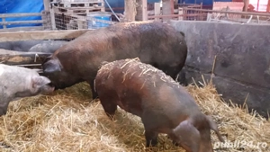 Vand porc duroc - imagine 3