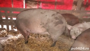 Vand scroafa Duroc - imagine 2