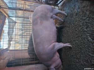 Vand porci de Craciun - imagine 2