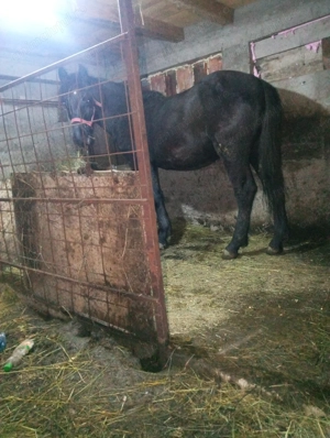 De vânzare cârlan 1 an și 8 luni - imagine 2