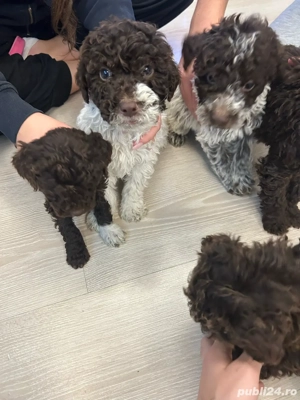Vand lui de lagotto romagnolo - imagine 3