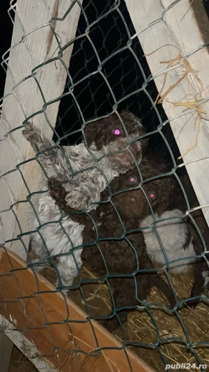 Vand lui de lagotto romagnolo - imagine 5