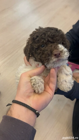 Vand lui de lagotto romagnolo - imagine 4