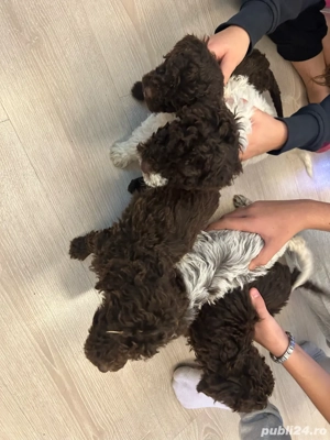 Vand lui de lagotto romagnolo - imagine 2