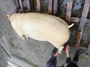 Vând porc de carne Marele alb Bio - imagine 2