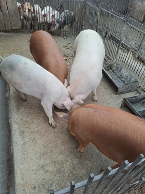 Vand porci - imagine 3