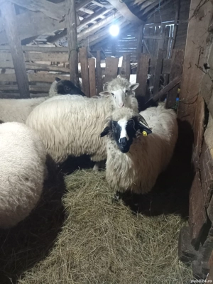 Oi bune breze și băle  - imagine 3