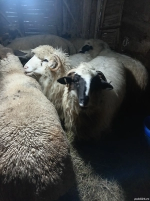 Oi bune breze și băle 