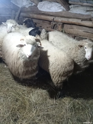 Oi bune breze și băle  - imagine 4