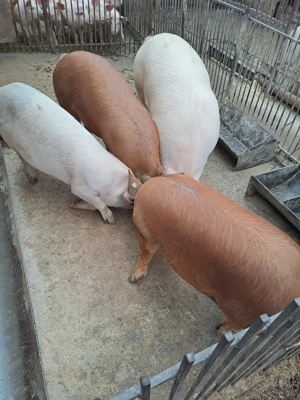 Vand porci - imagine 2