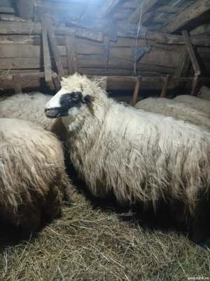 Oi bune breze și băle  - imagine 2