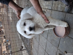 vad cateii de asia centrala - imagine 3