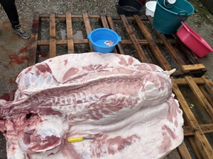 Vând porc de carne Marele alb Bio - imagine 3