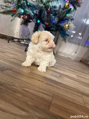 catelusil de vanzare  - imagine 3