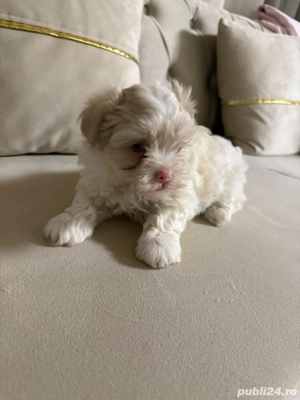 catelusil de vanzare  - imagine 2