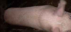 Vând potci de casa  - imagine 4