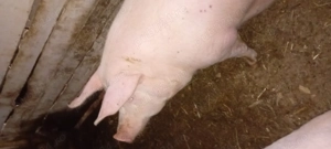 Vând potci de casa  - imagine 2