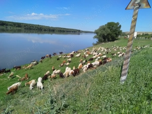 Capre de Vanzare - Rasa Carpatina. - imagine 2