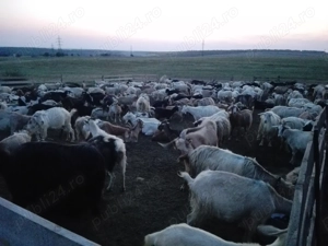 Capre de Vanzare - Rasa Carpatina. - imagine 4