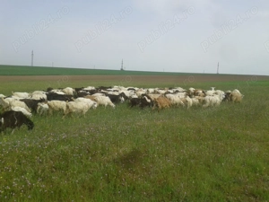 Capre de Vanzare - Rasa Carpatina.