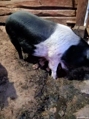 De vânzare  - imagine 3