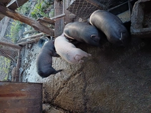 Purcei de vânzare  - imagine 2