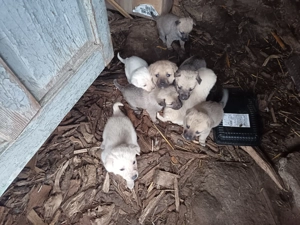 Donez cățelușii o luna vârsta 