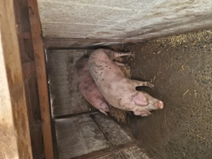 Porci de vanzare 150 + - imagine 2