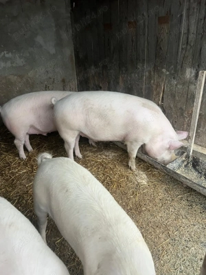 porci de vanzare, rasa Duroc