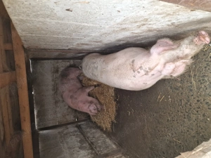 Porci de vanzare 150 + - imagine 3