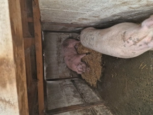 Porci de vanzare 150 + - imagine 4