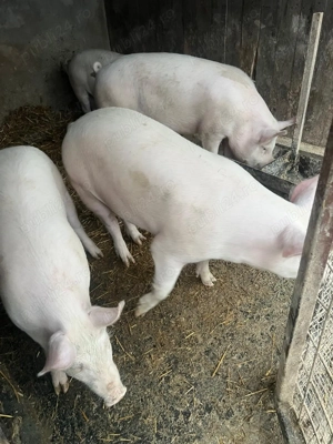 porci de vanzare, rasa Duroc - imagine 2