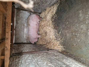 Porci de vanzare 150 + - imagine 5