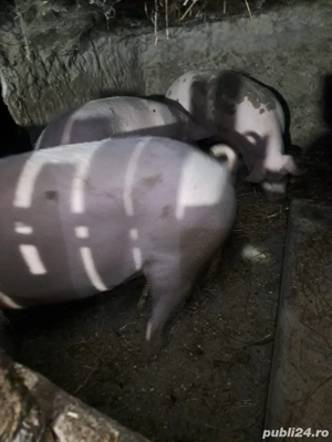 15 kg , judetul calarasi - imagine 2
