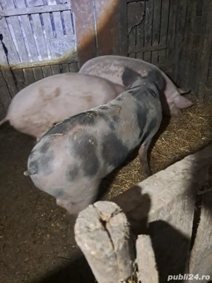 15 kg , judetul calarasi - imagine 3