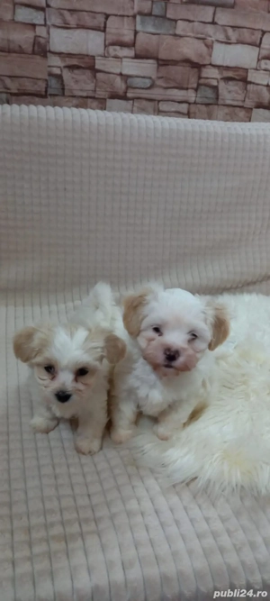 Vând 2 pui de Bichon Maltez - imagine 3