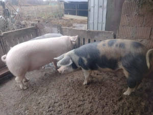 Porci de vanzare - imagine 2