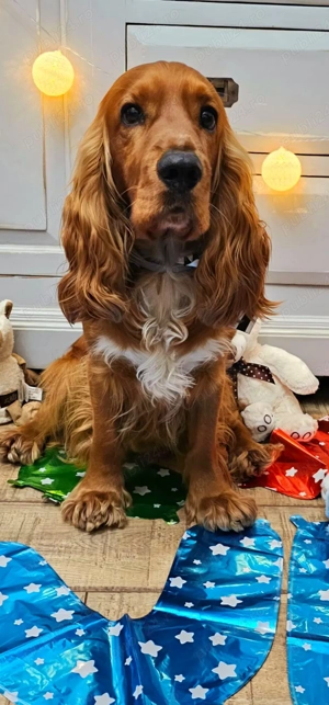 Cocker spaniel simpatic... caut parteneră. - imagine 3