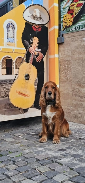 Cocker spaniel simpatic... caut parteneră. - imagine 2
